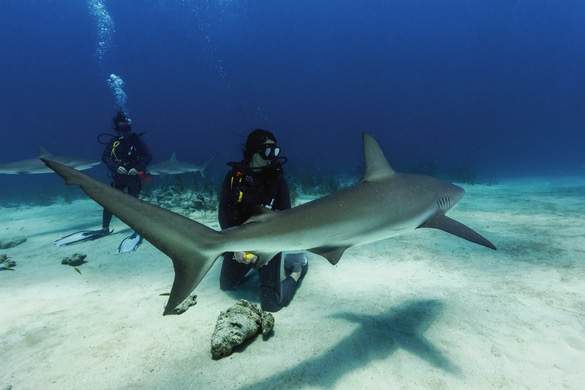 RCI, Scuba Excursions.jpg